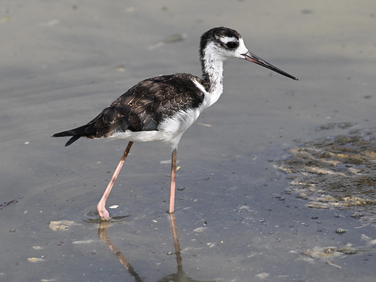 Black-necked Stilt - ML642134683