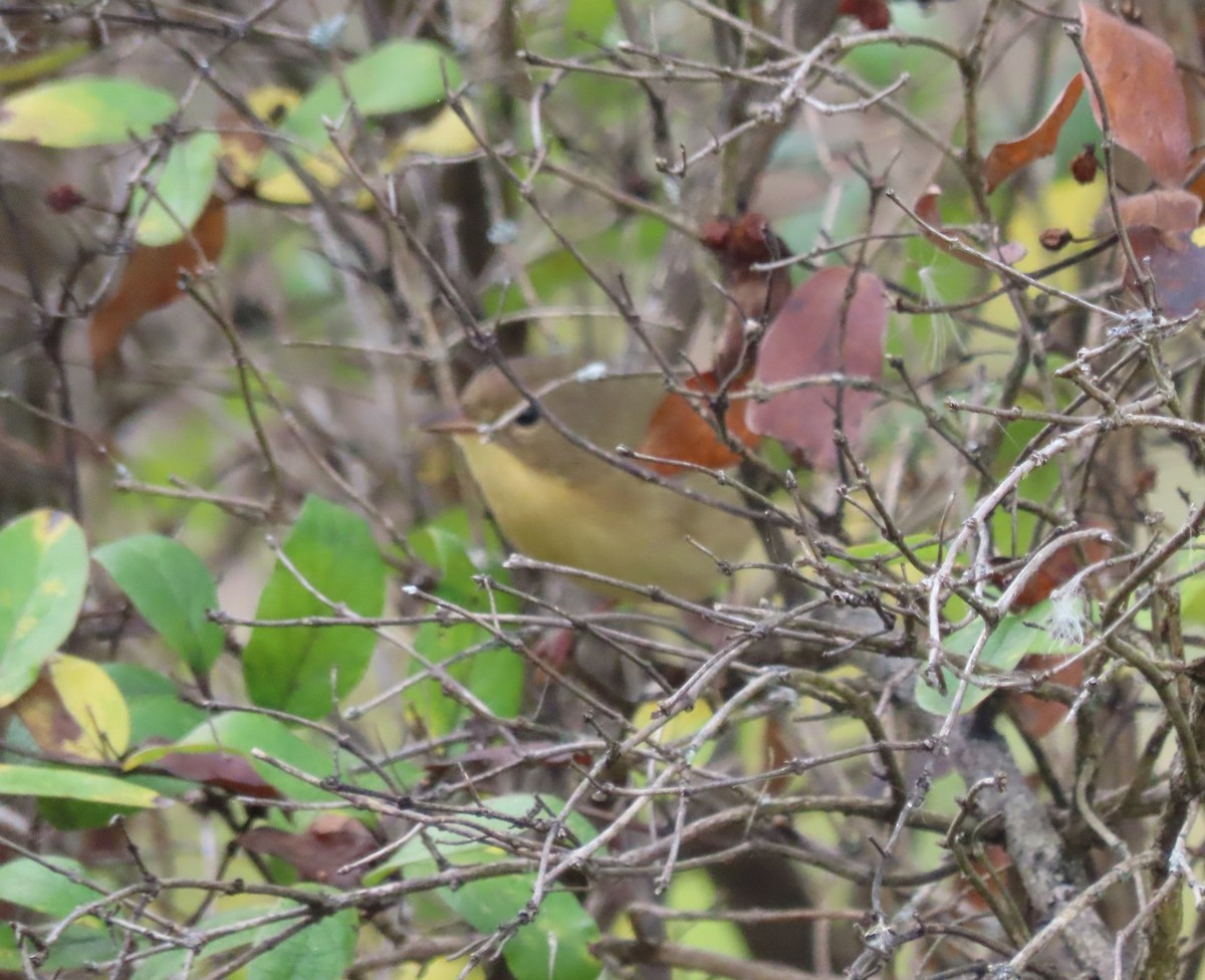 Common Yellowthroat - ML642134688
