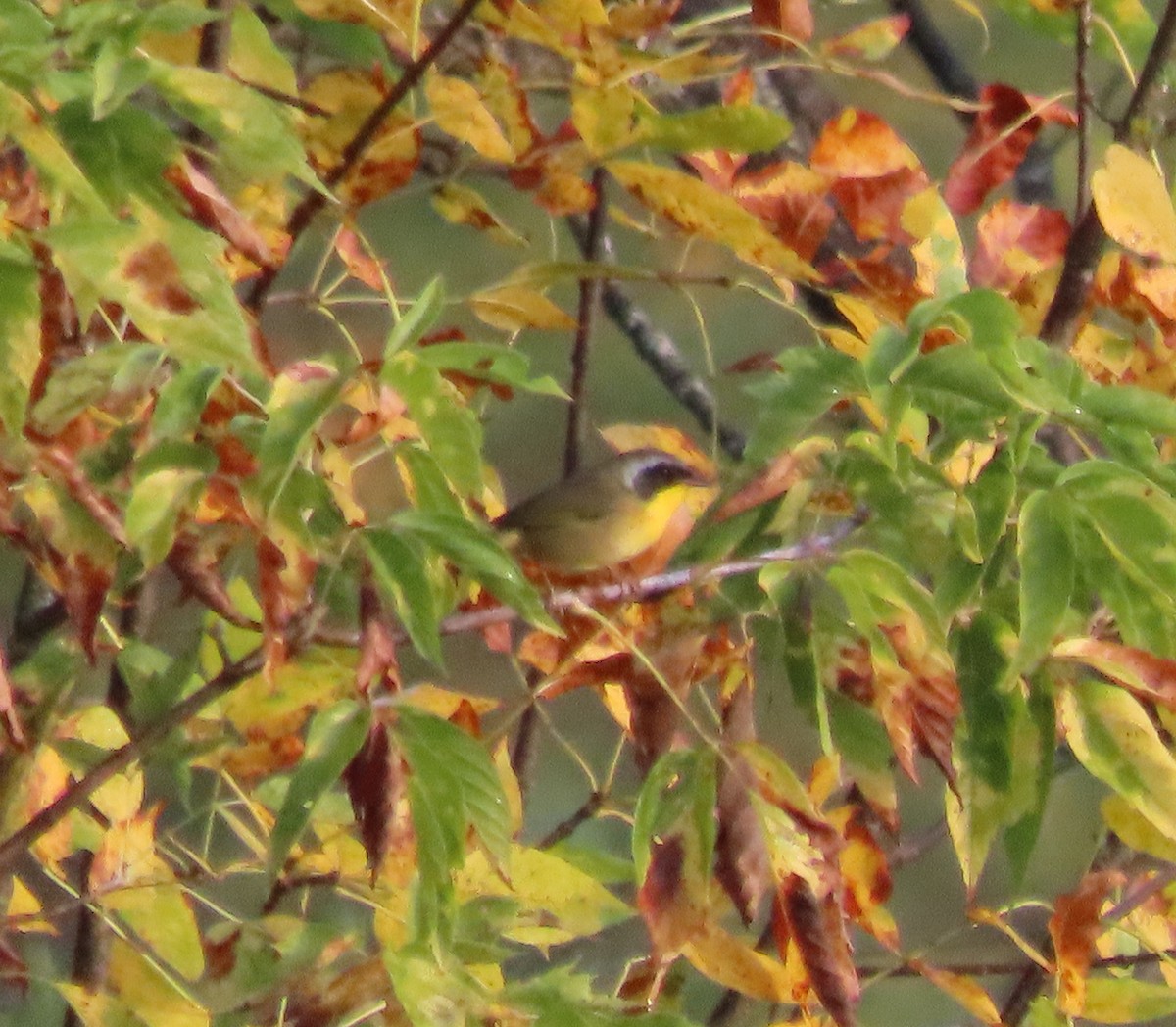 Common Yellowthroat - ML642134689