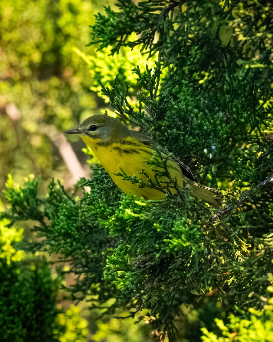 Prairie Warbler - ML642134693