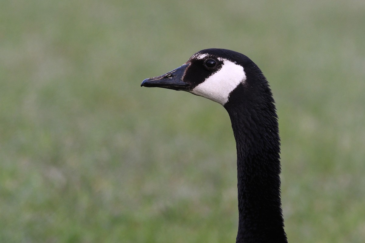 Branta kanadar handia - ML642134696