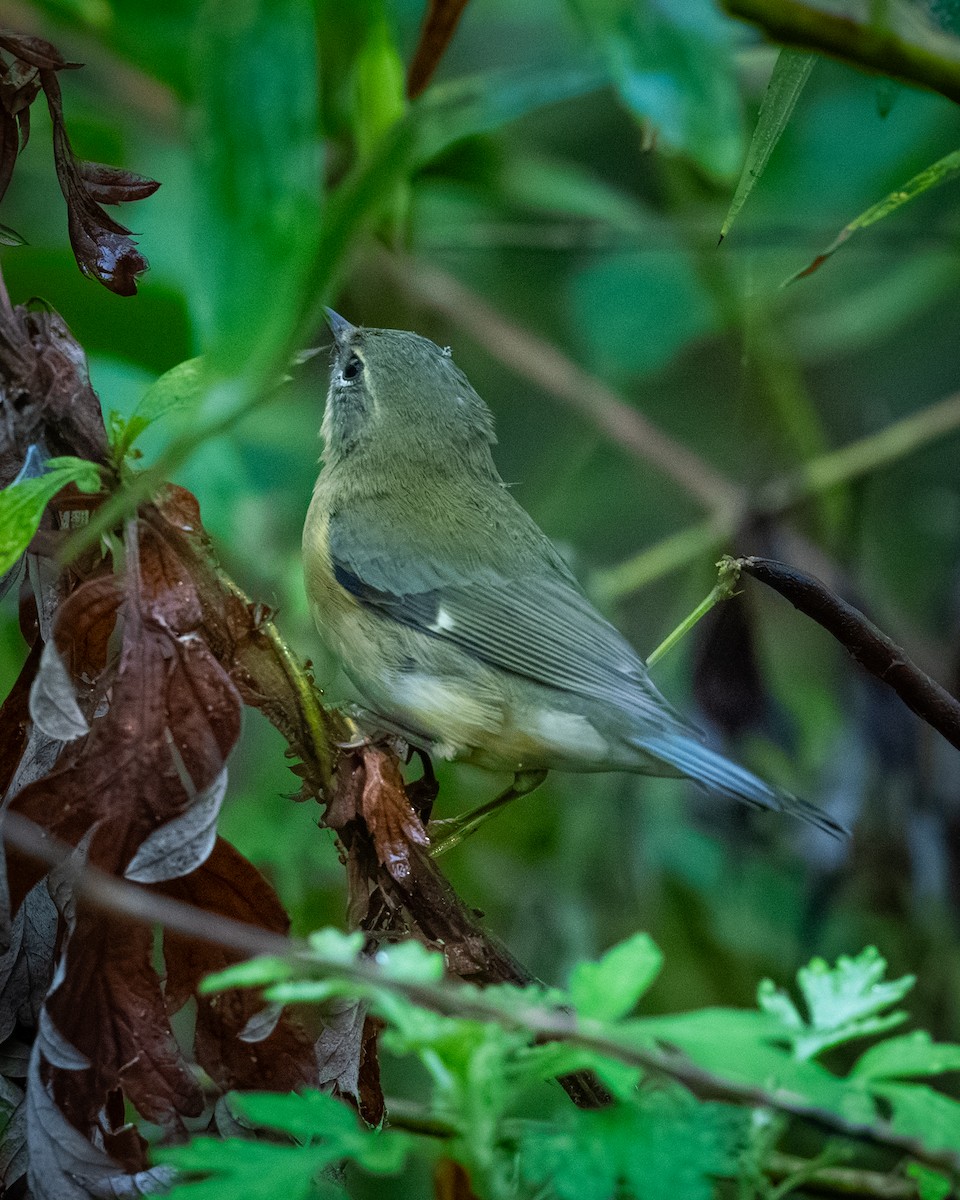 Black-throated Blue Warbler - ML642134708