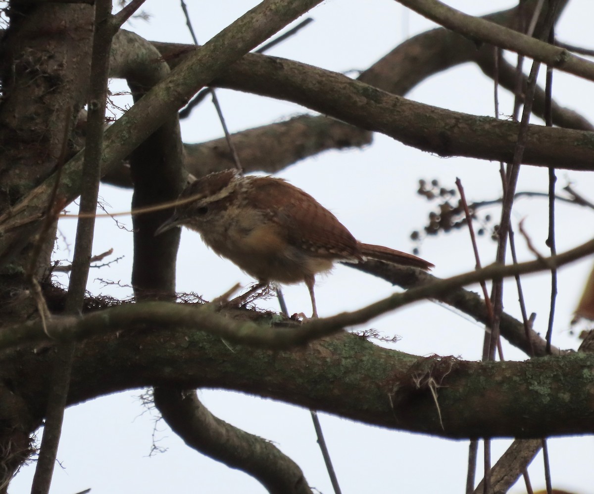 Carolina Wren - ML642134723