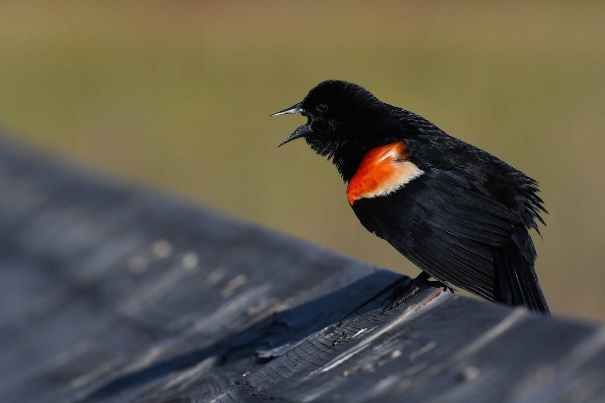 Red-winged Blackbird - ML642134725