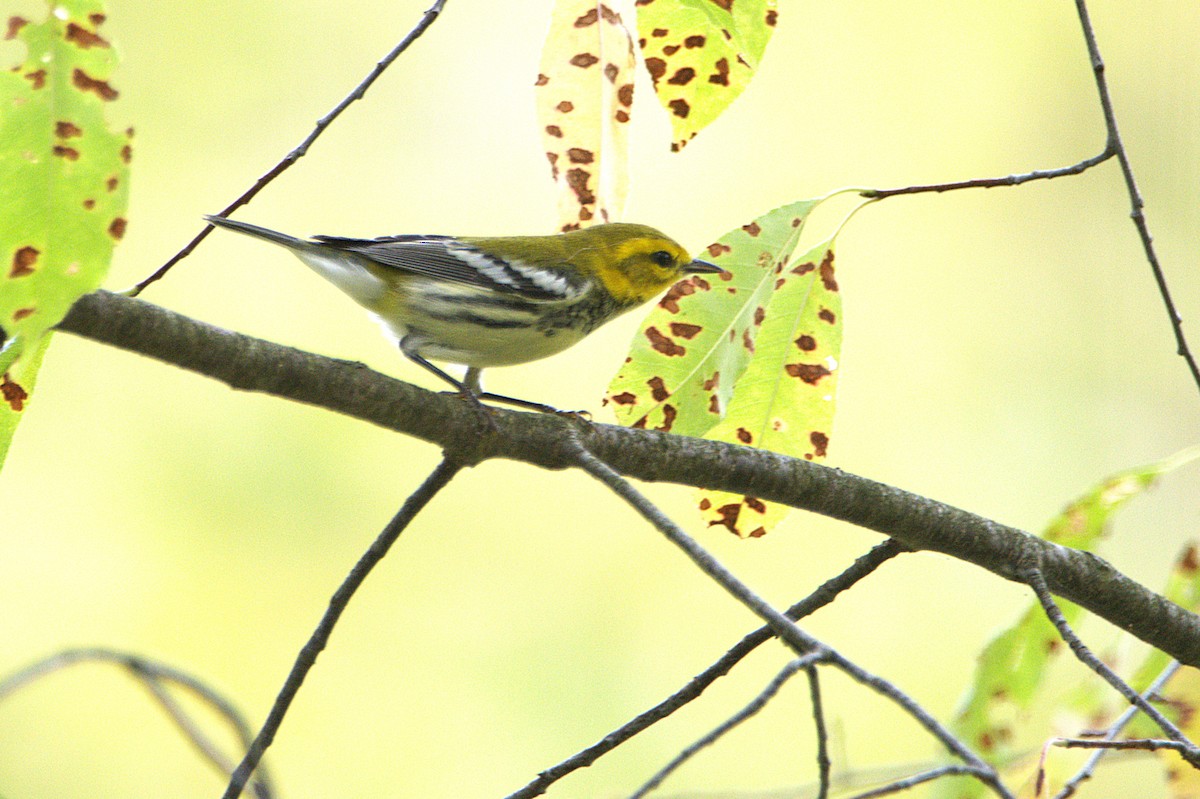 lesňáček proužkoboký - ML642134731