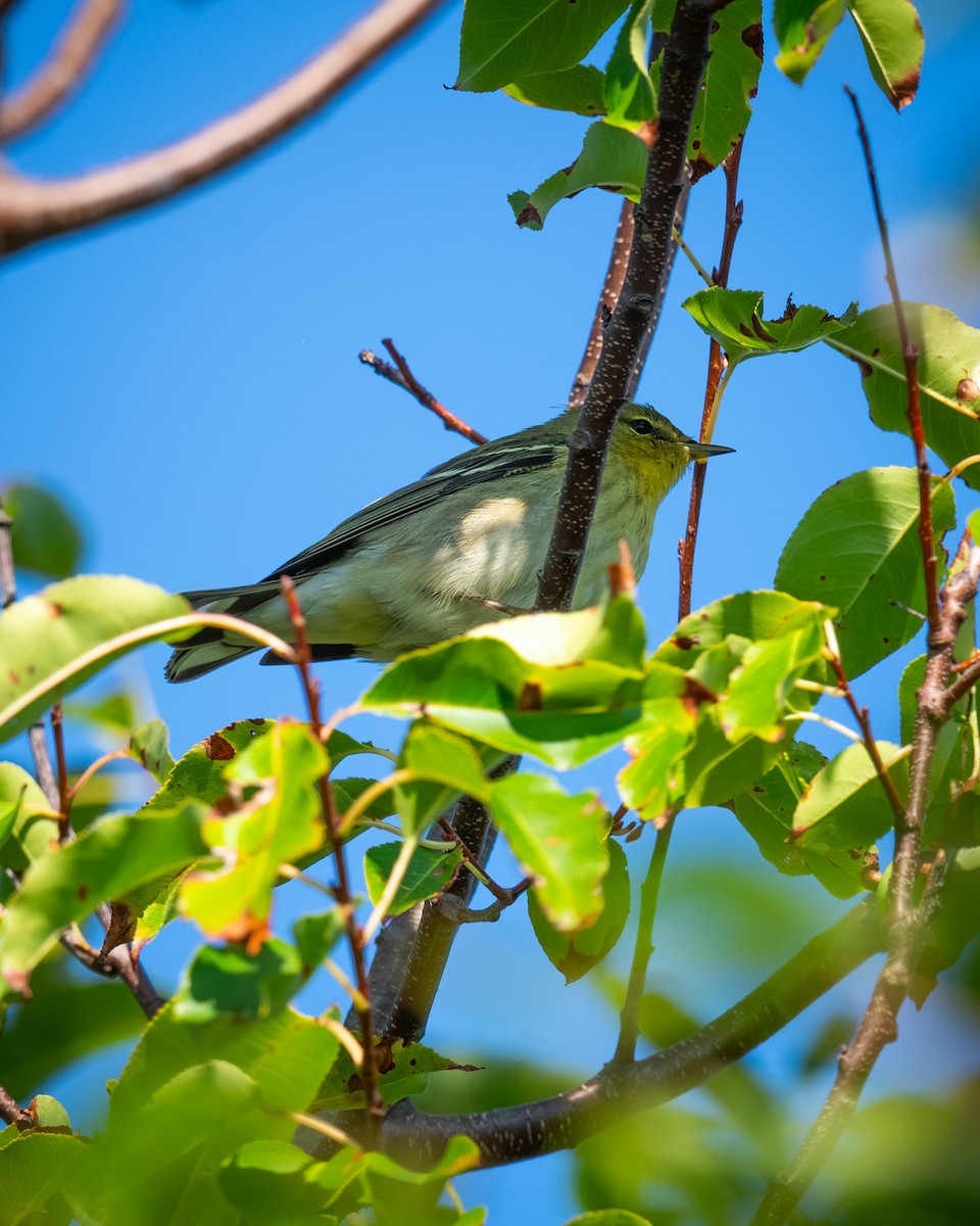 Blackpoll Warbler - ML642134734