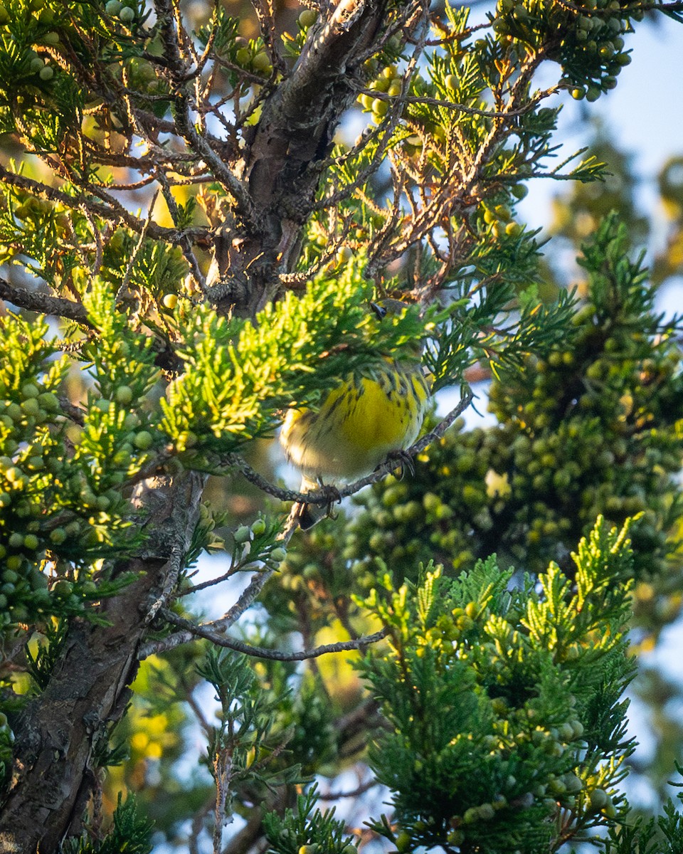 Cape May Warbler - ML642134737