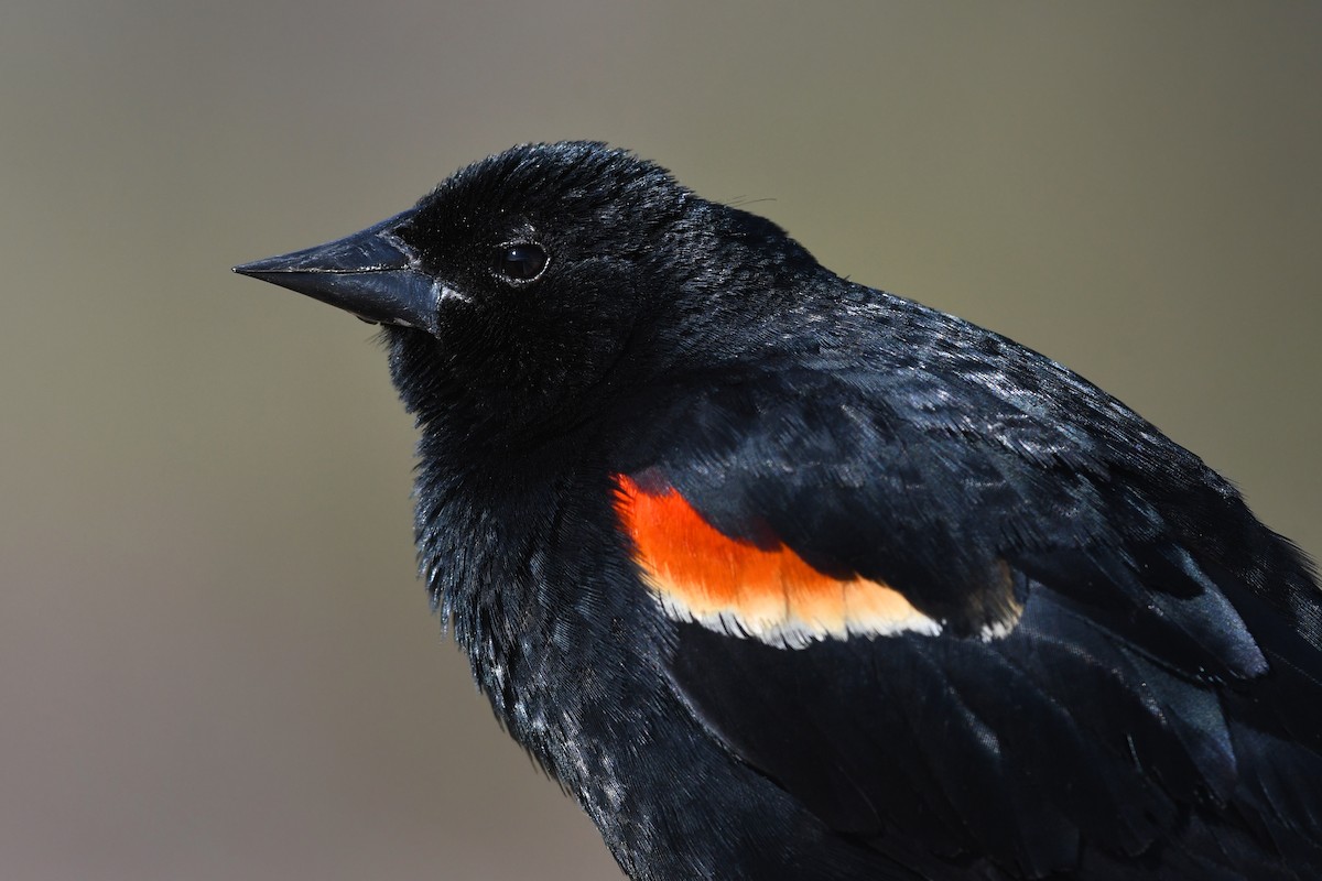 Red-winged Blackbird - ML642134745