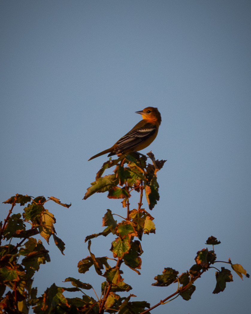 Baltimore Oriole - ML642134750