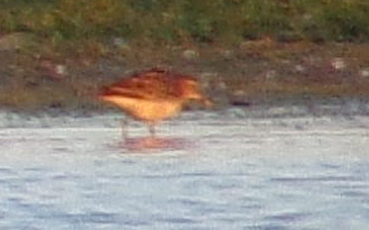 Pectoral Sandpiper - ML642134759