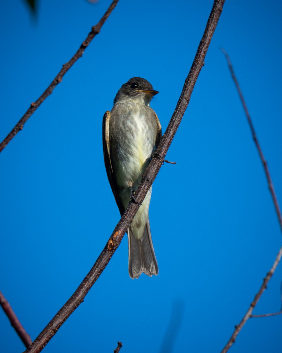 Eastern Wood-Pewee - ML642134764