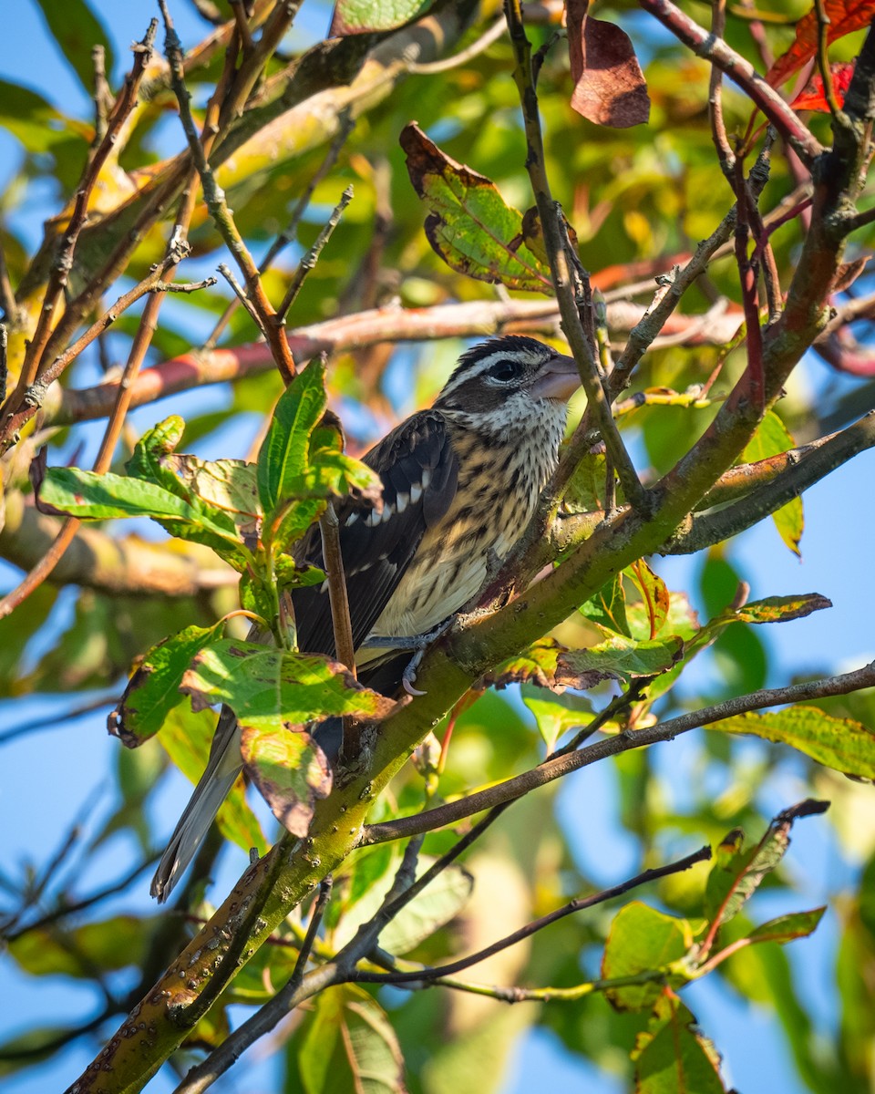 Rose-breasted Grosbeak - ML642134799