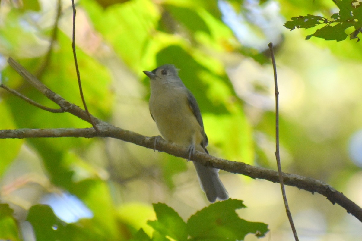 Tufted Titmouse - ML642134812