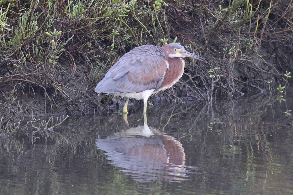 Tricolored Heron - ML642134814