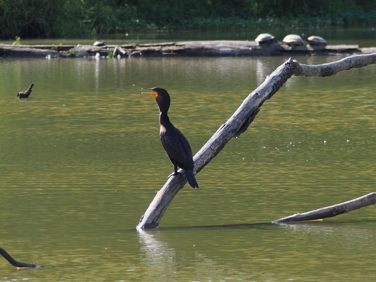 Cormoran à aigrettes - ML642134817