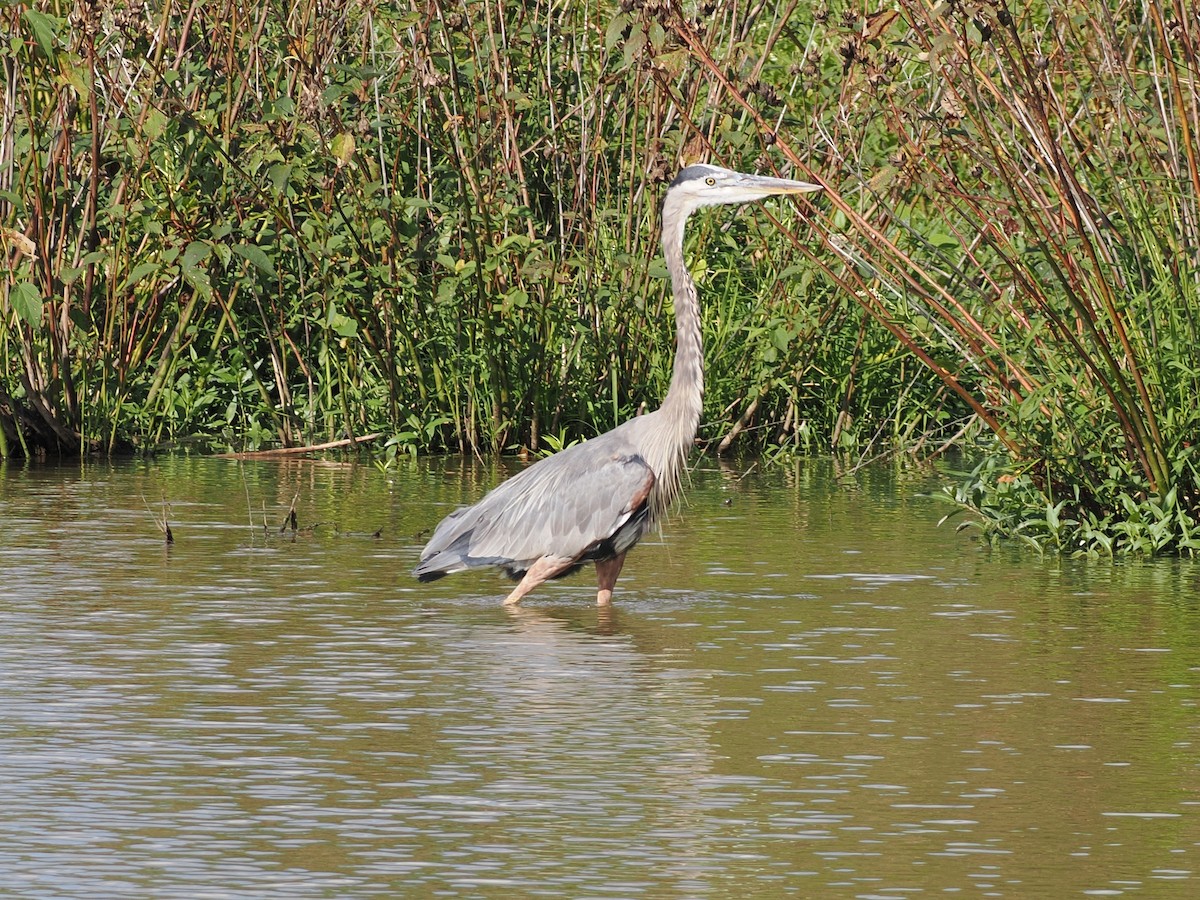 Great Blue Heron (Great Blue) - ML642134842