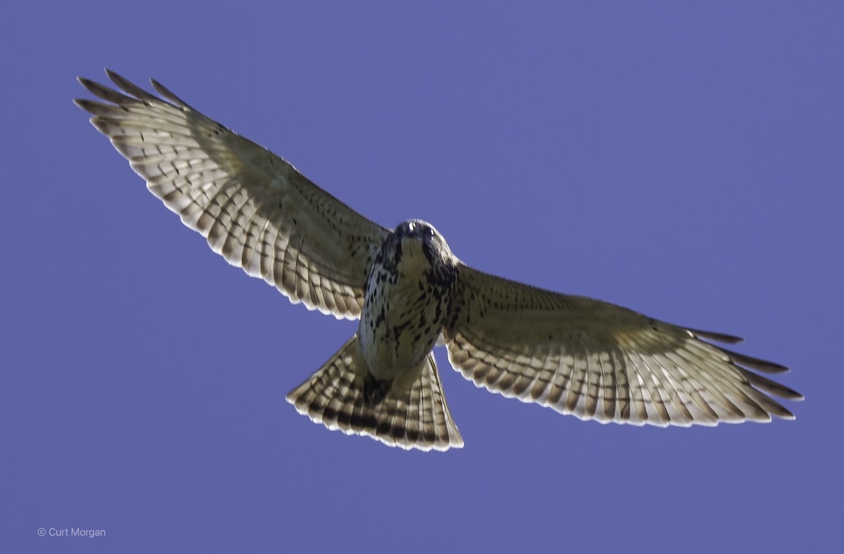 Broad-winged Hawk - ML642134859