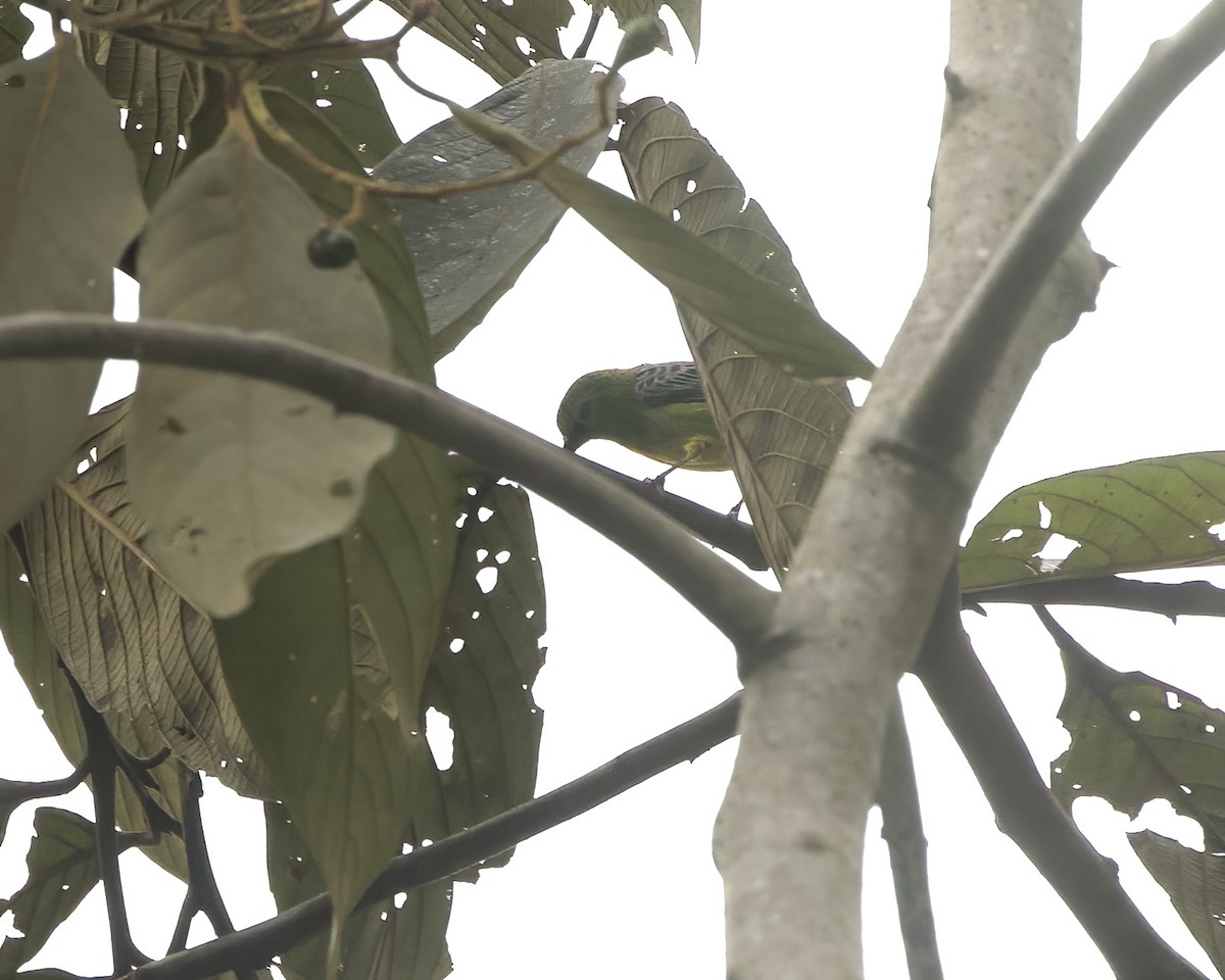 Yellow-bellied Tanager - ML642134875