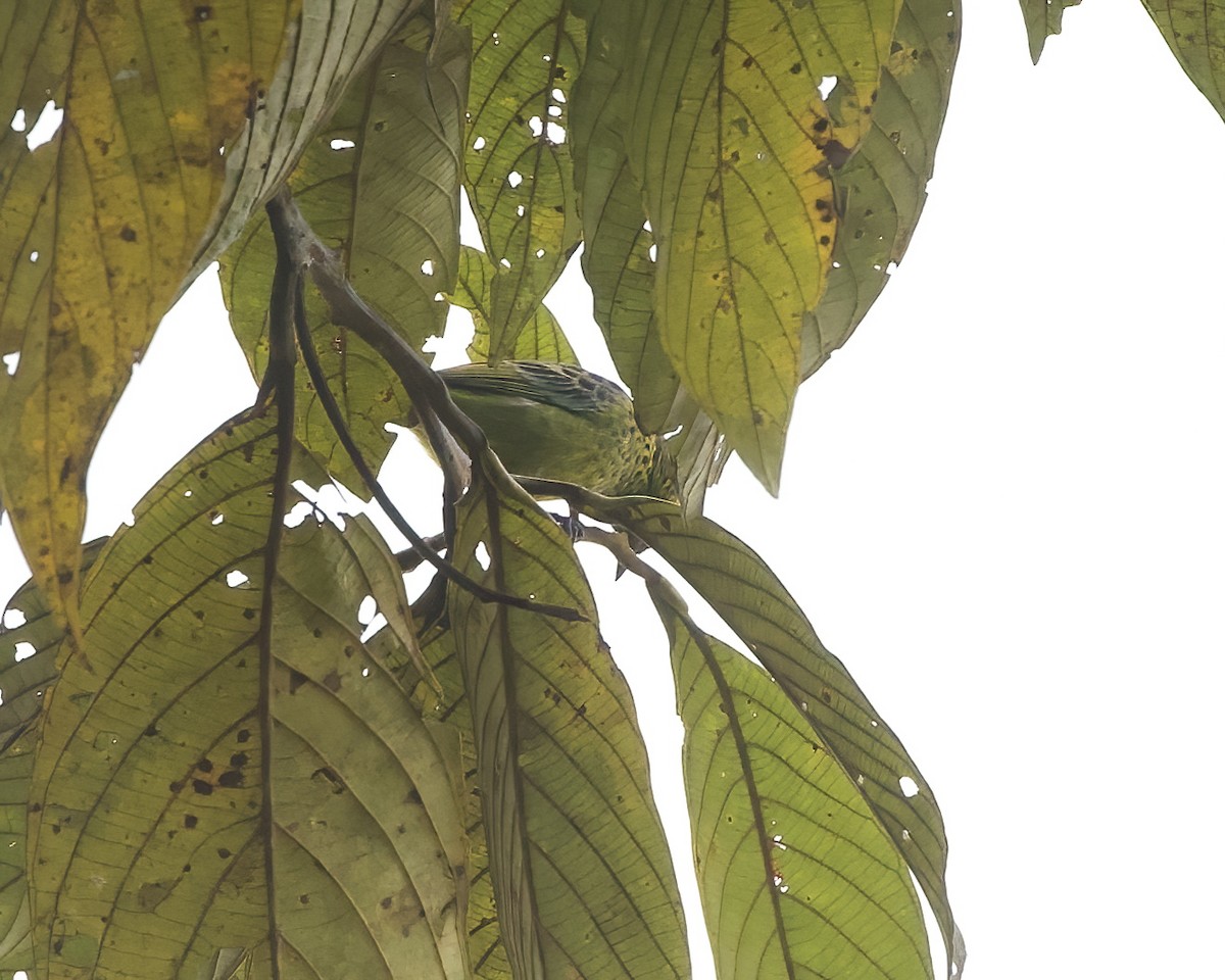 Yellow-bellied Tanager - ML642134876