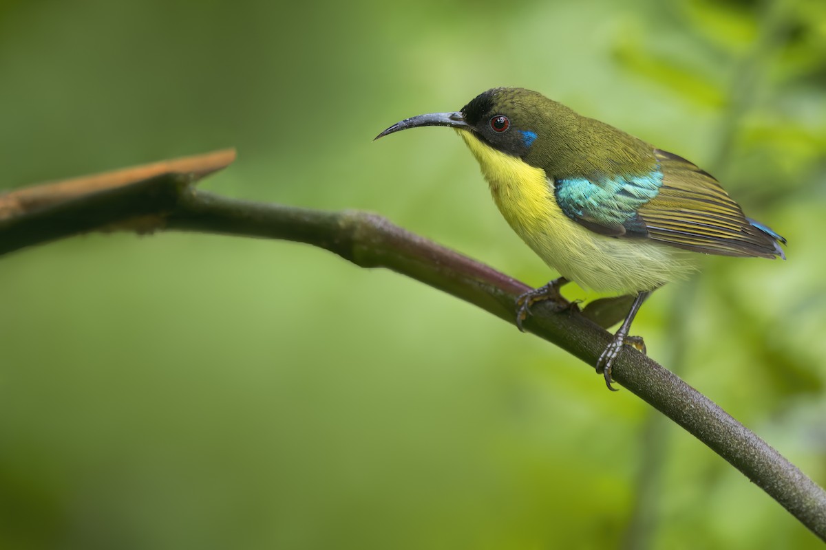Metallic-winged Sunbird - ML642134888