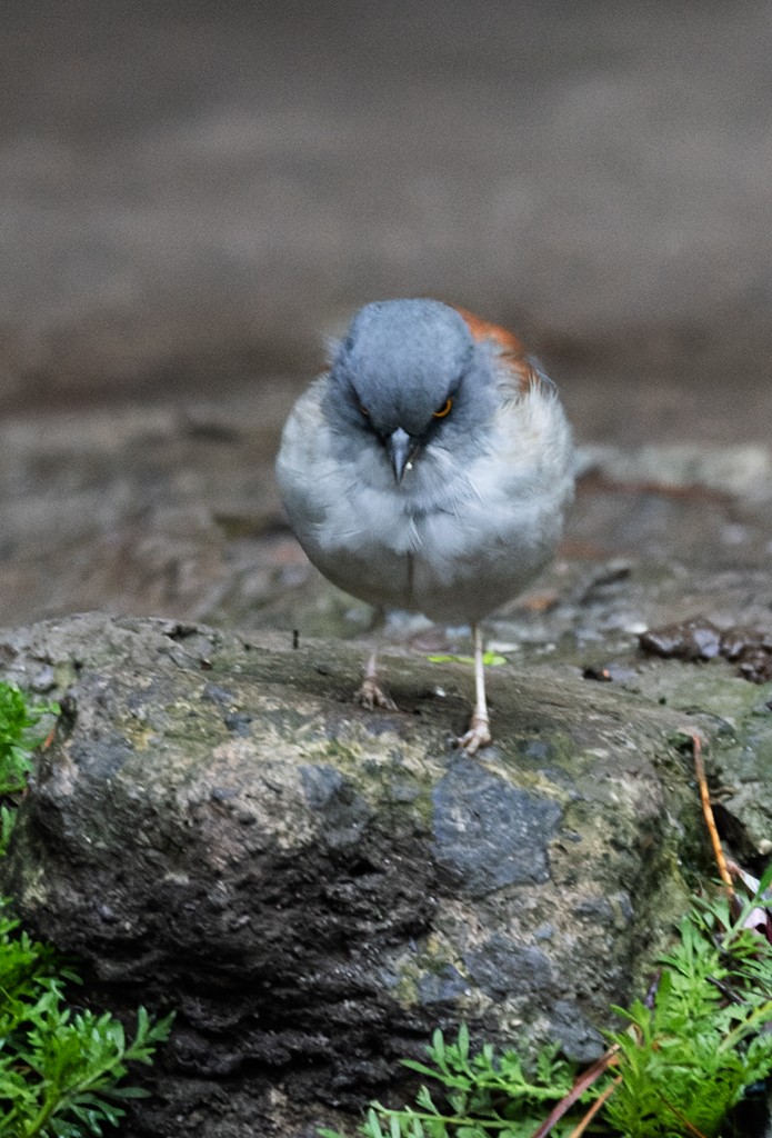 Yellow-eyed Junco (Mexican) - ML642134891