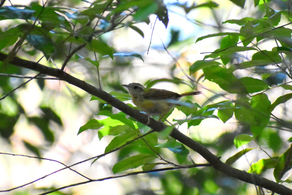 Carolina Wren - ML642134898