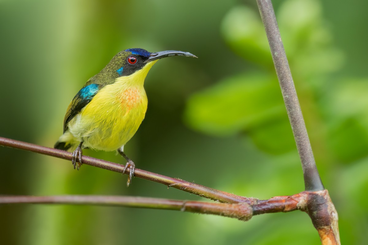 Metallic-winged Sunbird - ML642134901