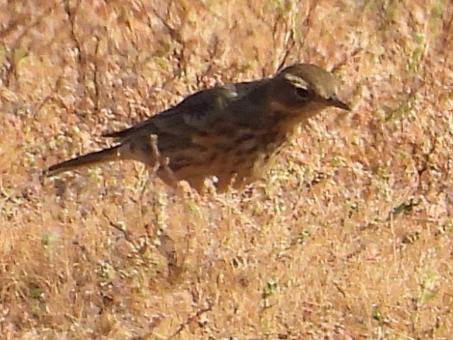 American Pipit - ML642134905