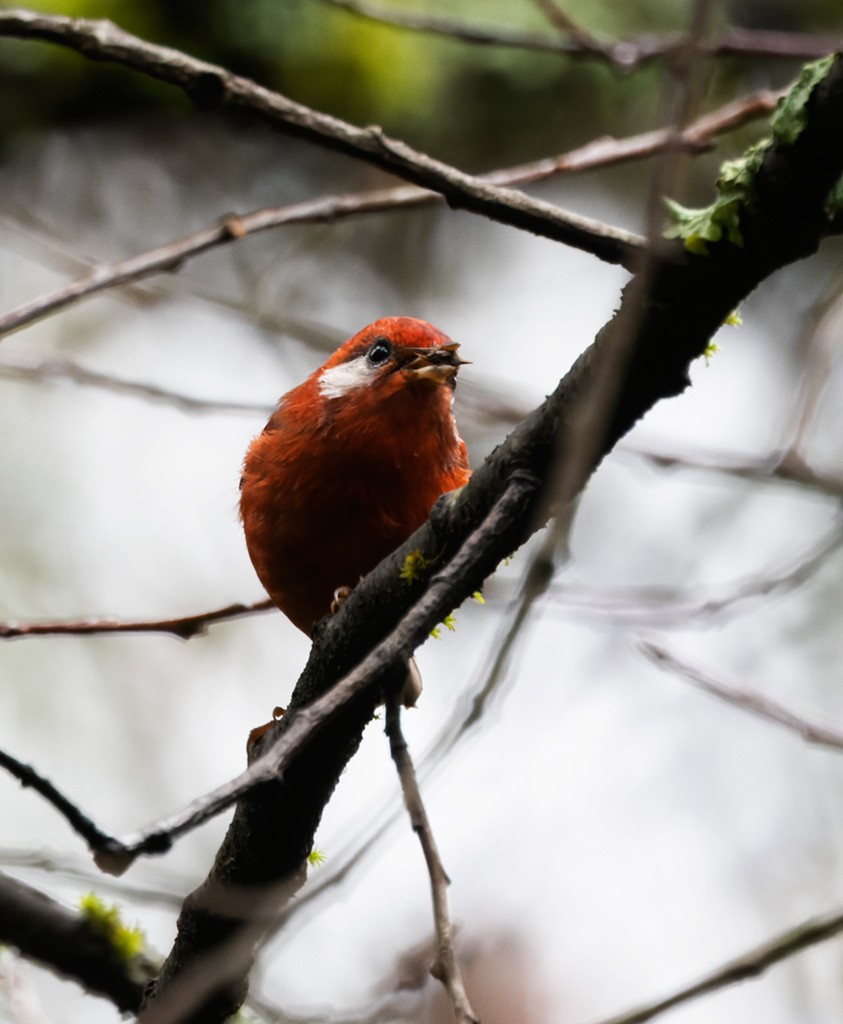 Red Warbler (White-cheeked) - ML642134906