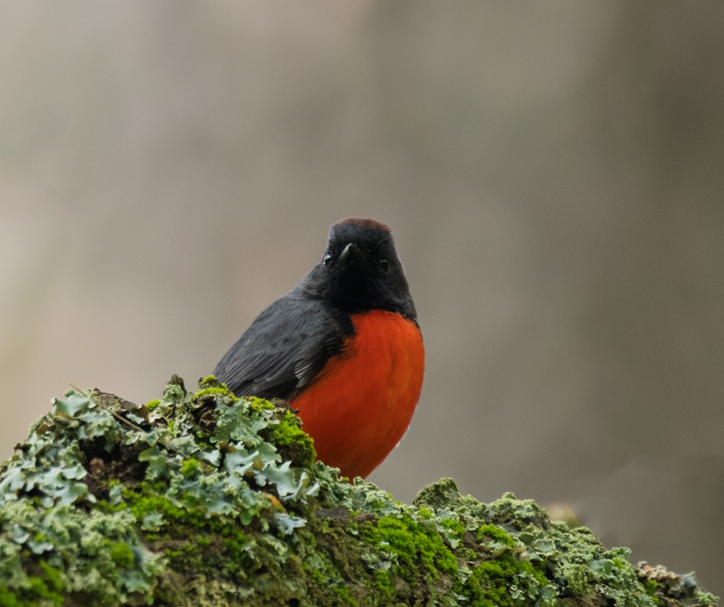 Slate-throated Redstart - ML642134910