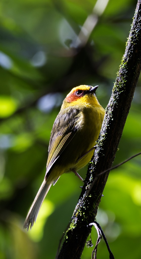Goldstreif-Waldsänger - ML642134920