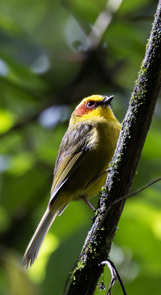 Goldstreif-Waldsänger - ML642134921