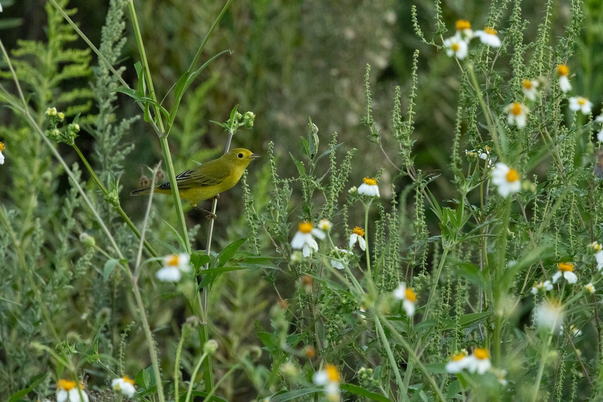 Yellow Warbler - ML642134922
