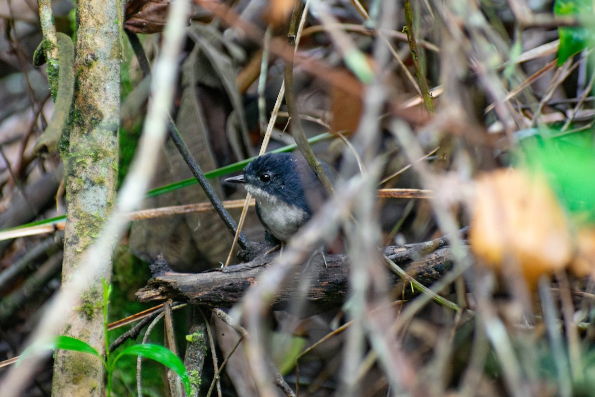 White-breasted Tapaculo - ML642134924
