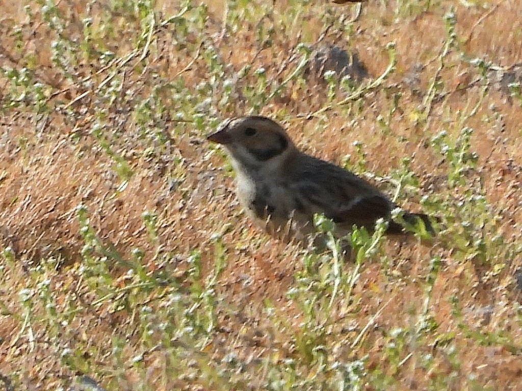 Lapland Longspur - ML642134925