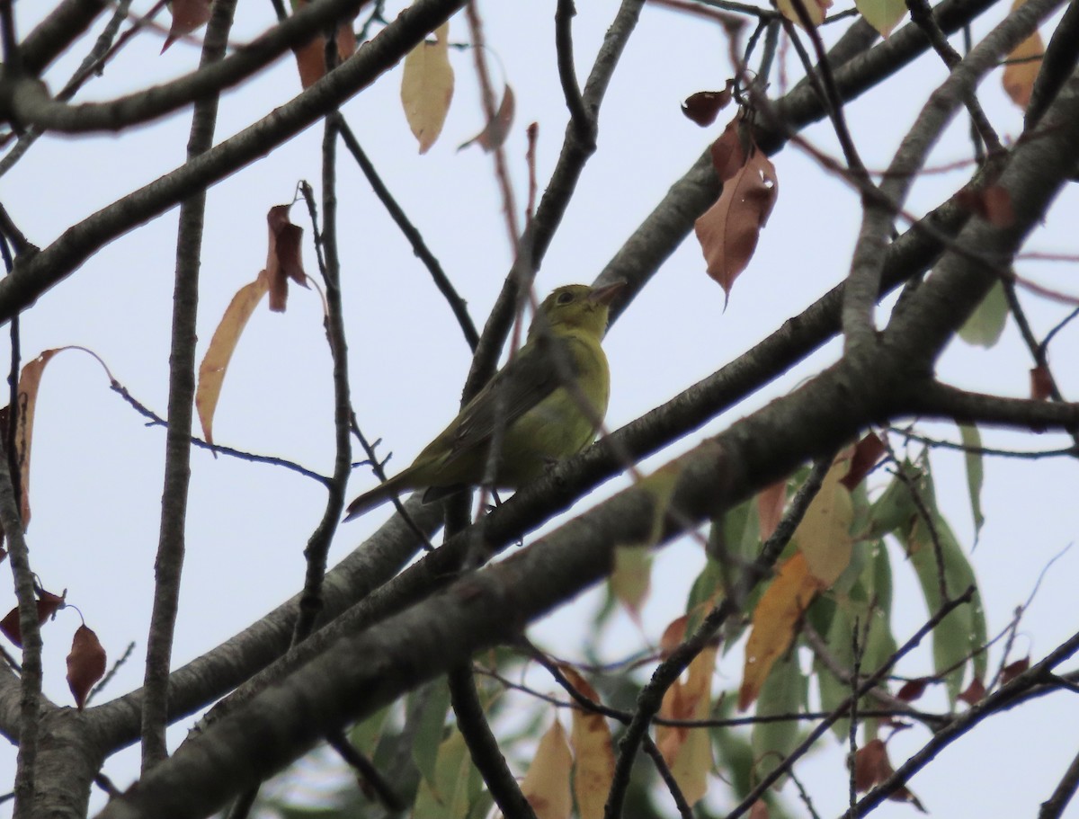 Scarlet Tanager - ML642134926