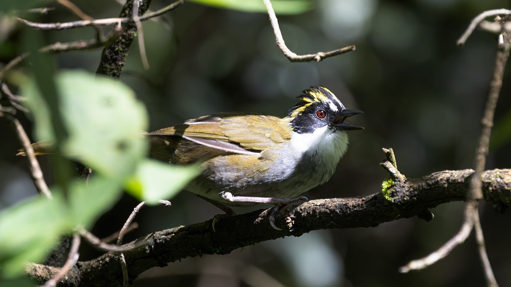 Green-striped Brushfinch - ML642134927