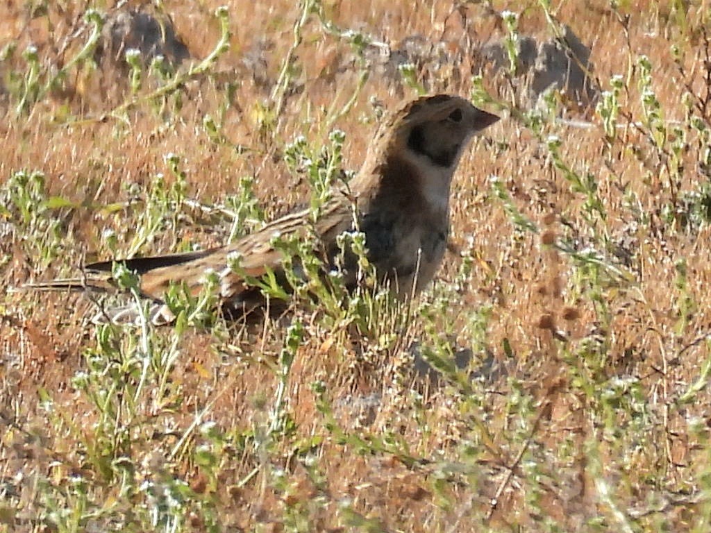 Lapland Longspur - ML642134929