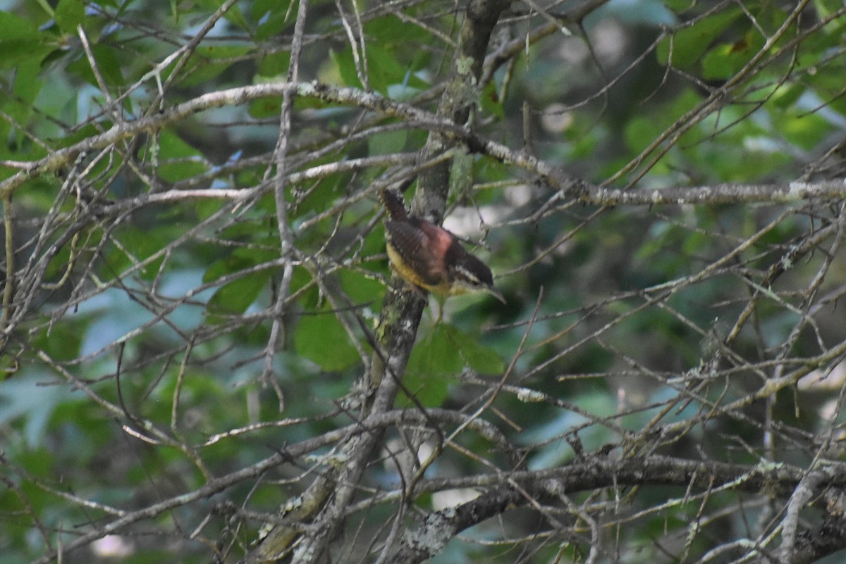 Carolina Wren - ML642134930