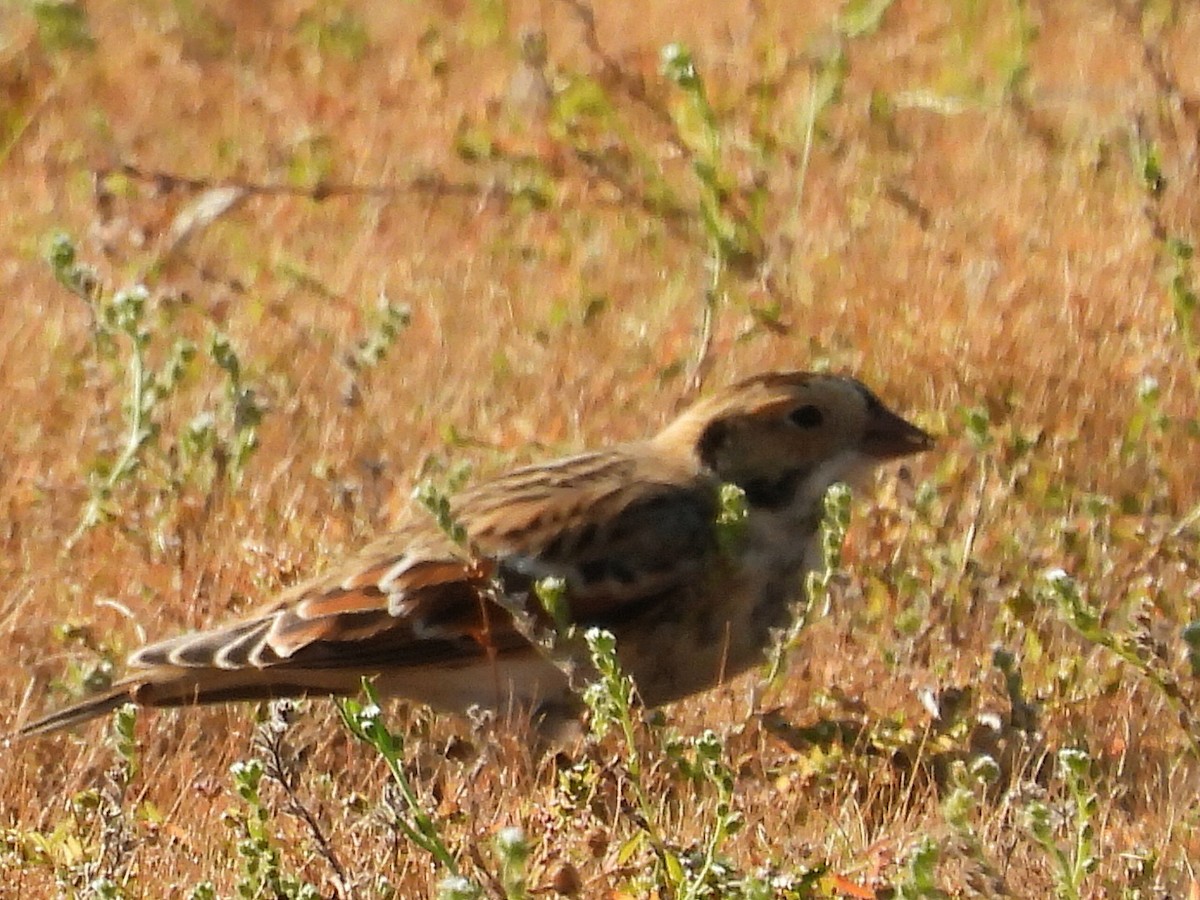 Lapland Longspur - ML642134947