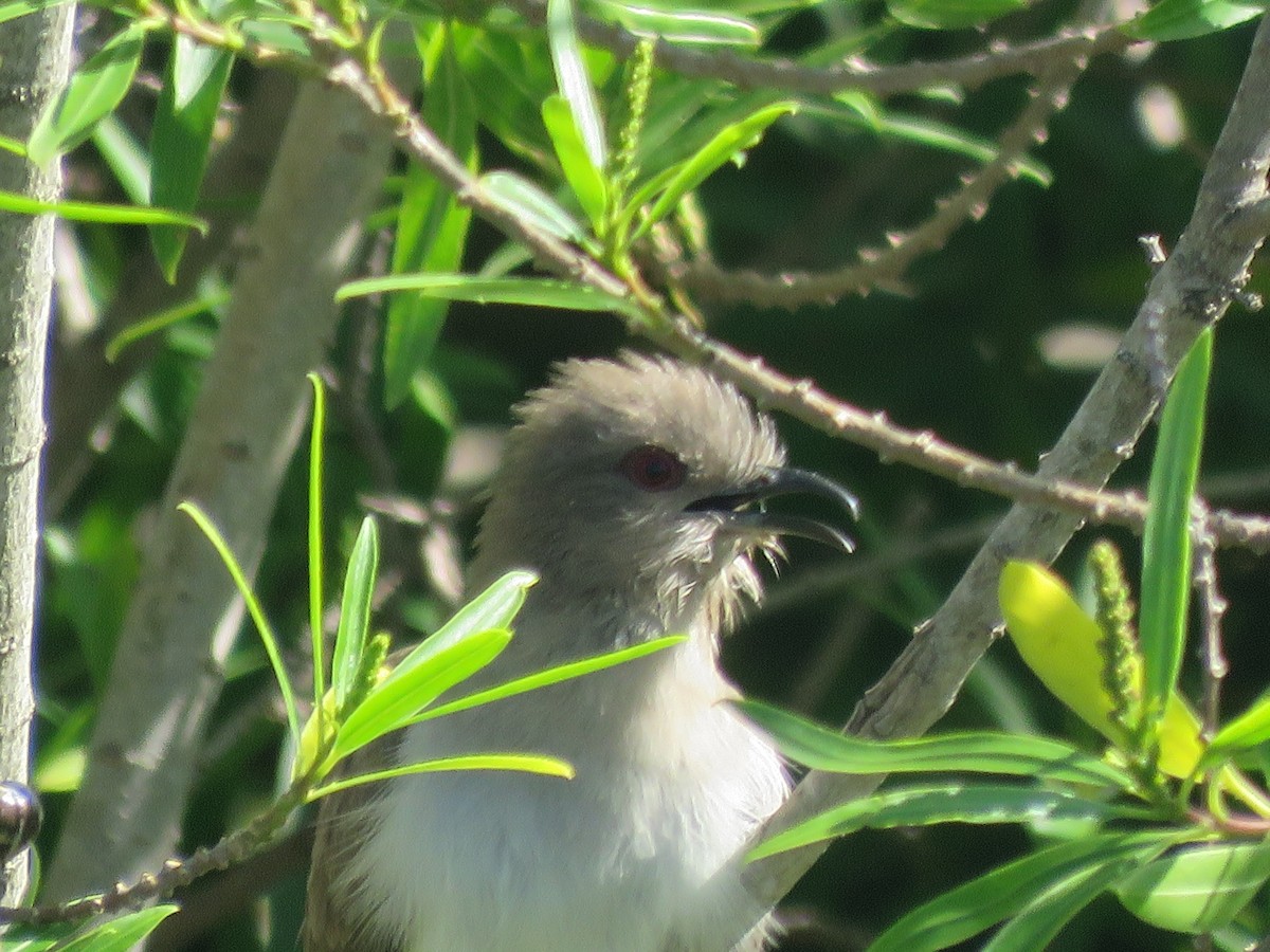 Ash-colored Cuckoo - ML642134959