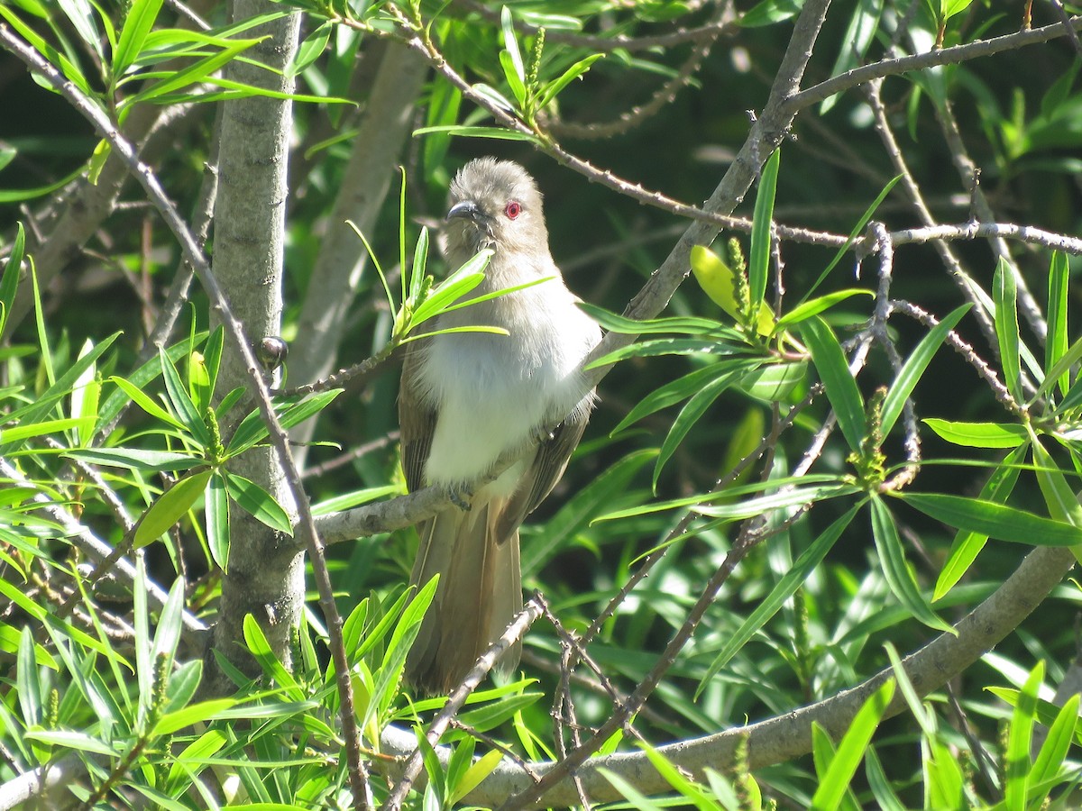 Ash-colored Cuckoo - ML642134960