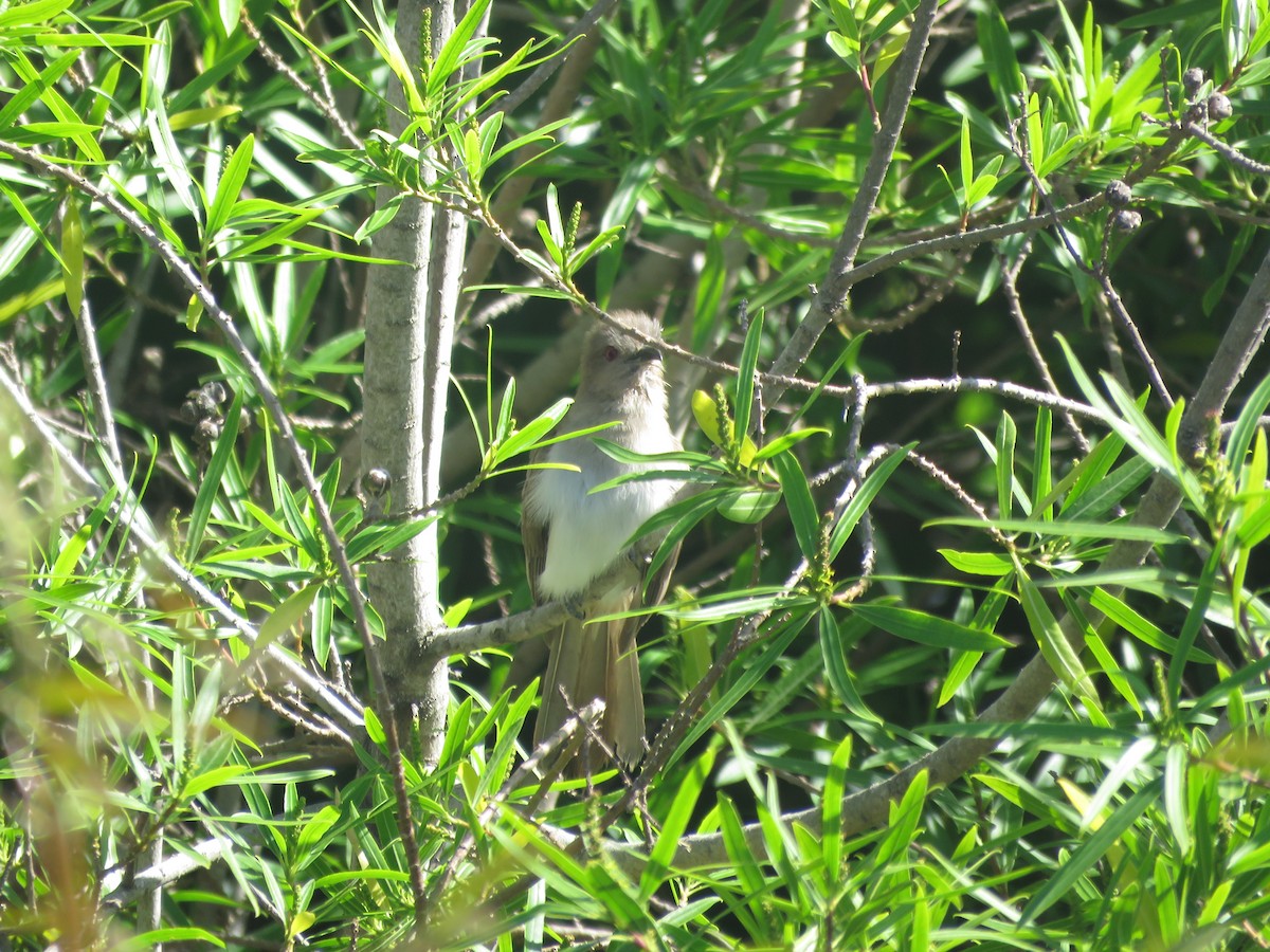 Ash-colored Cuckoo - ML642134961