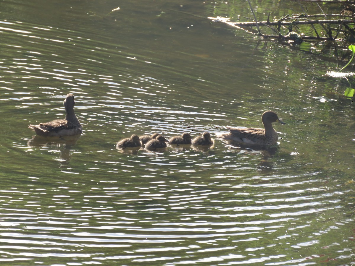 Yellow-billed Teal - ML642134967