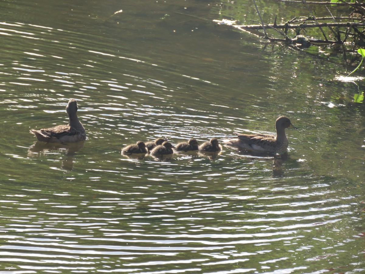 Yellow-billed Teal - ML642134968