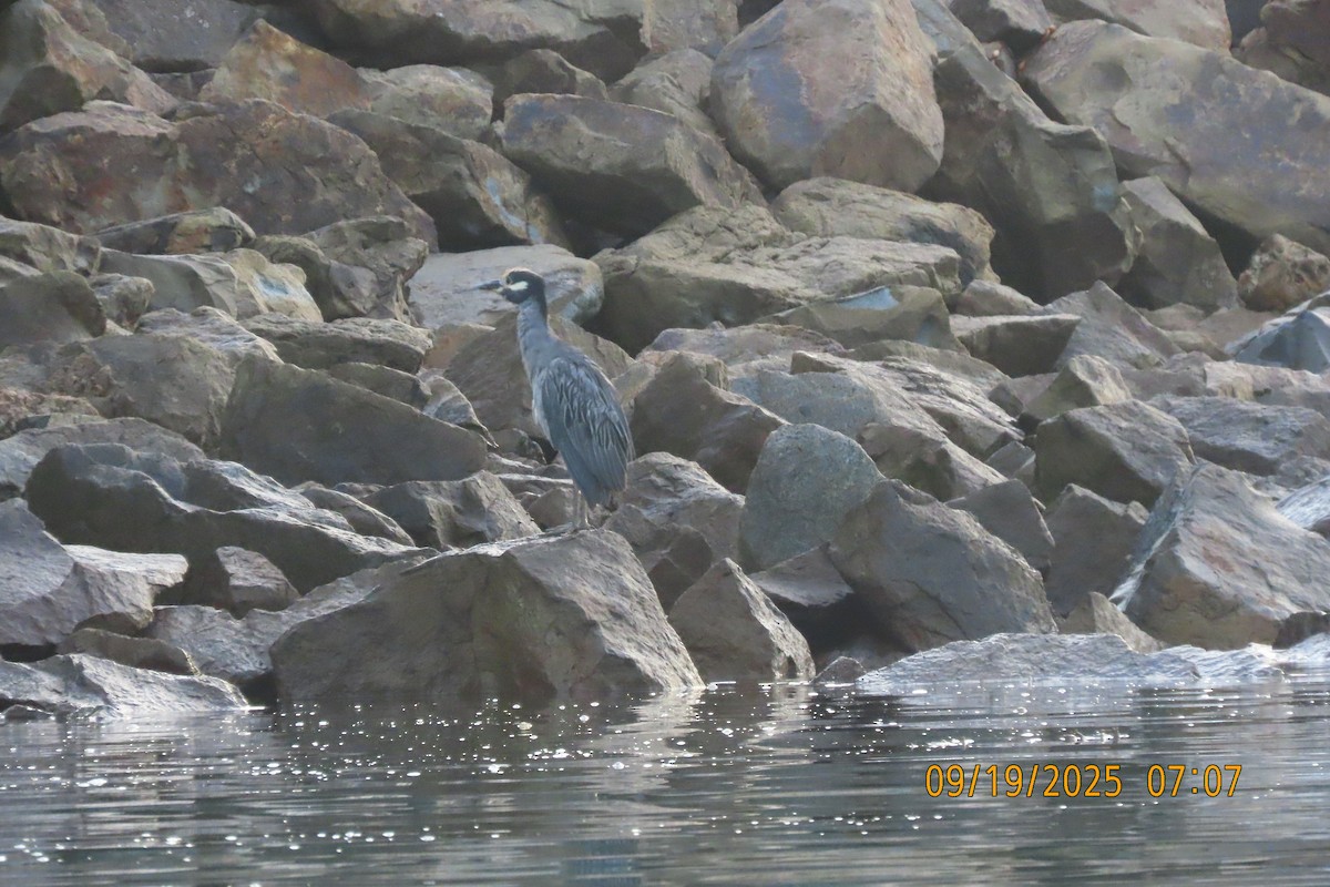 Yellow-crowned Night Heron - ML642134974