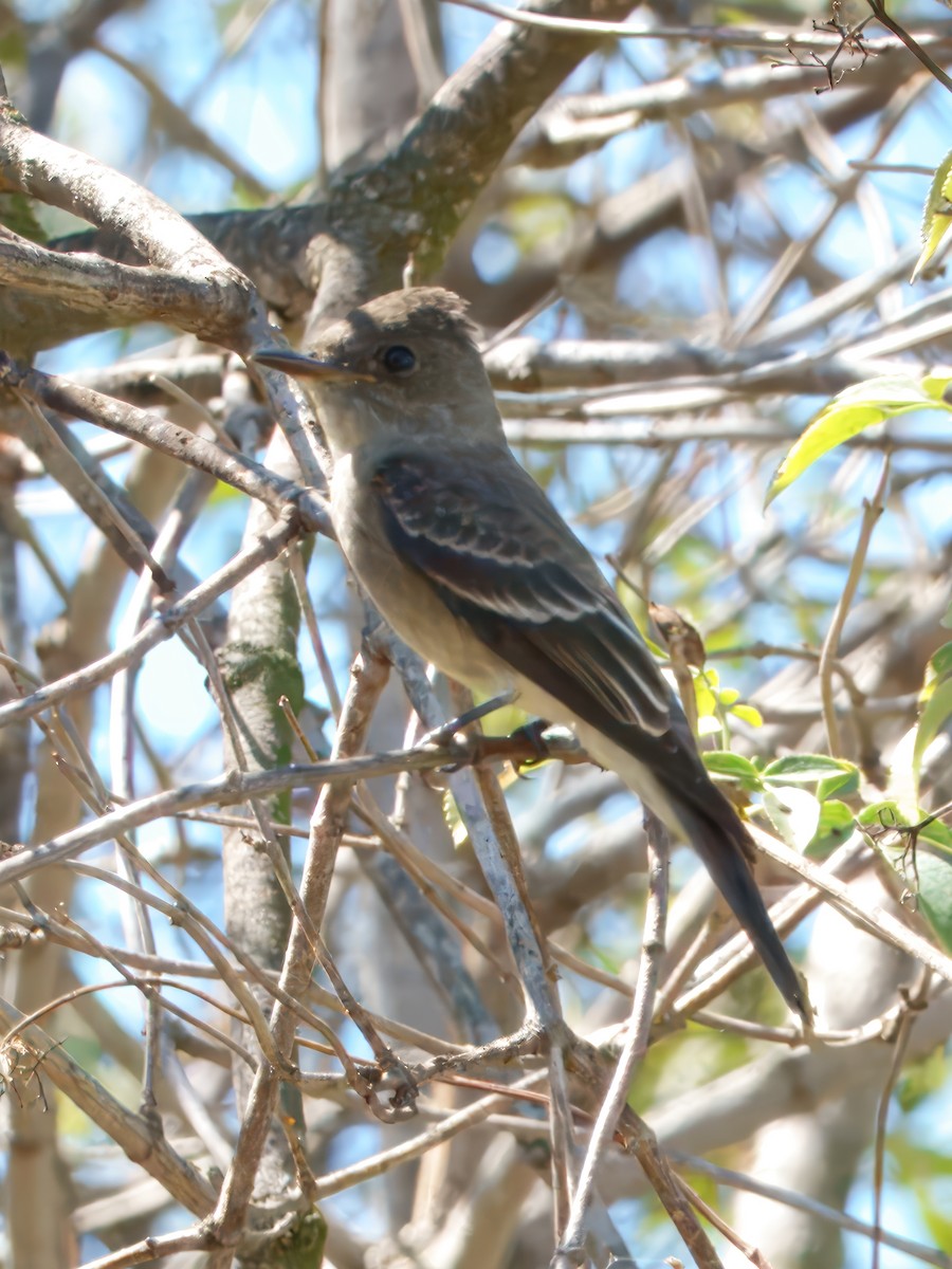 Western Wood-Pewee - ML642134976