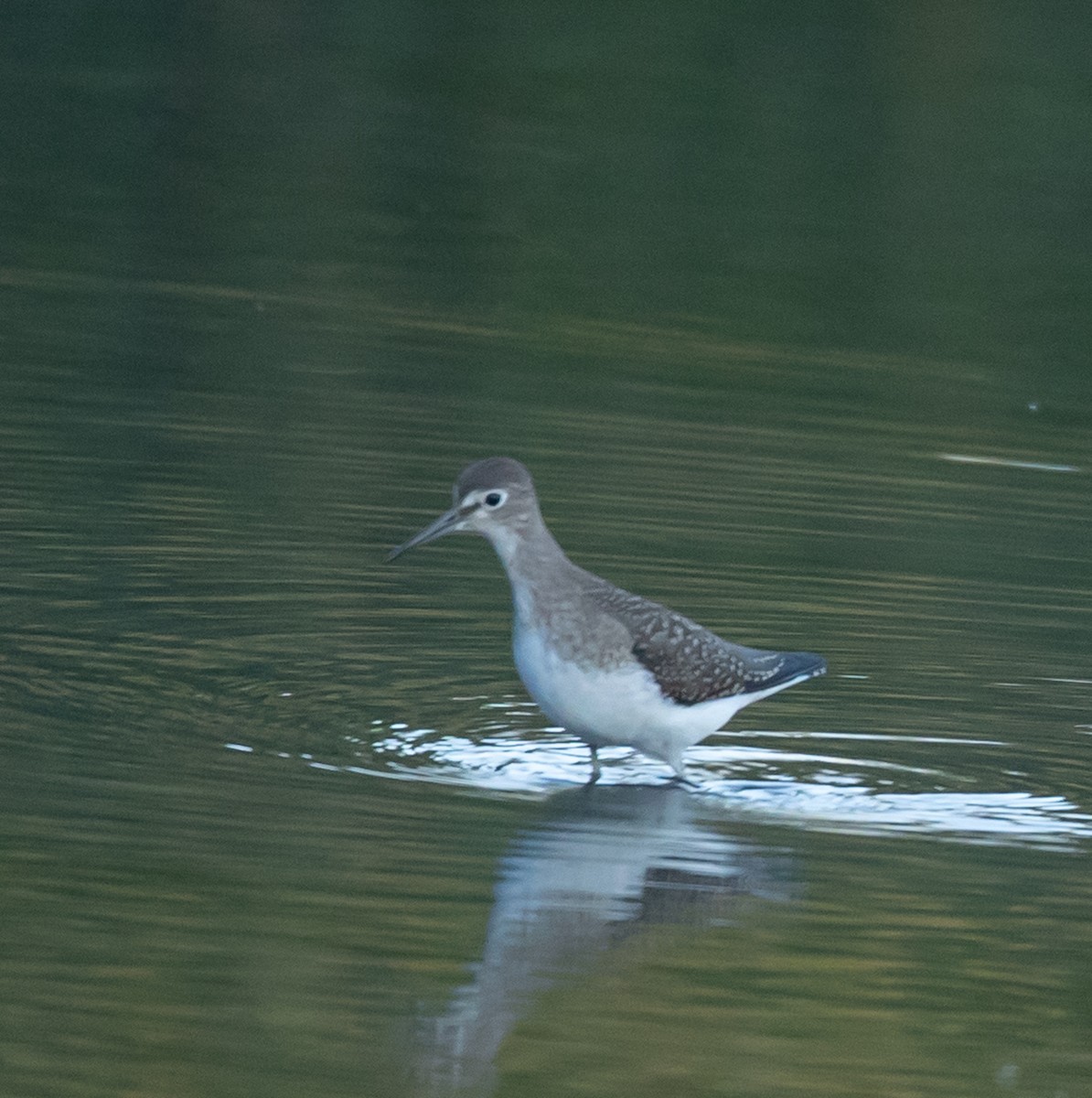 Einsiedelwasserläufer - ML642134992