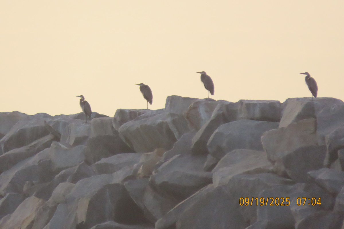Great Blue Heron (Great Blue) - ML642134999