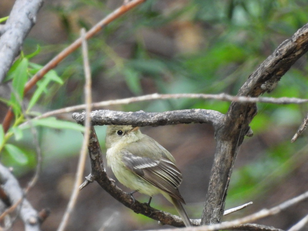 Western Flycatcher - ML642135004